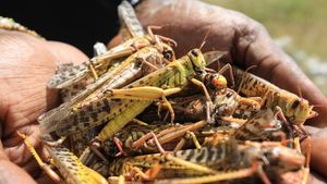A new concern: early locusts